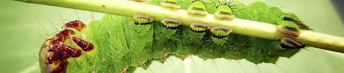 --slider-Crazy4Bugs05