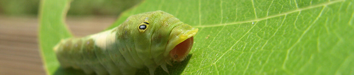 --slider-Crazy4Bugs29